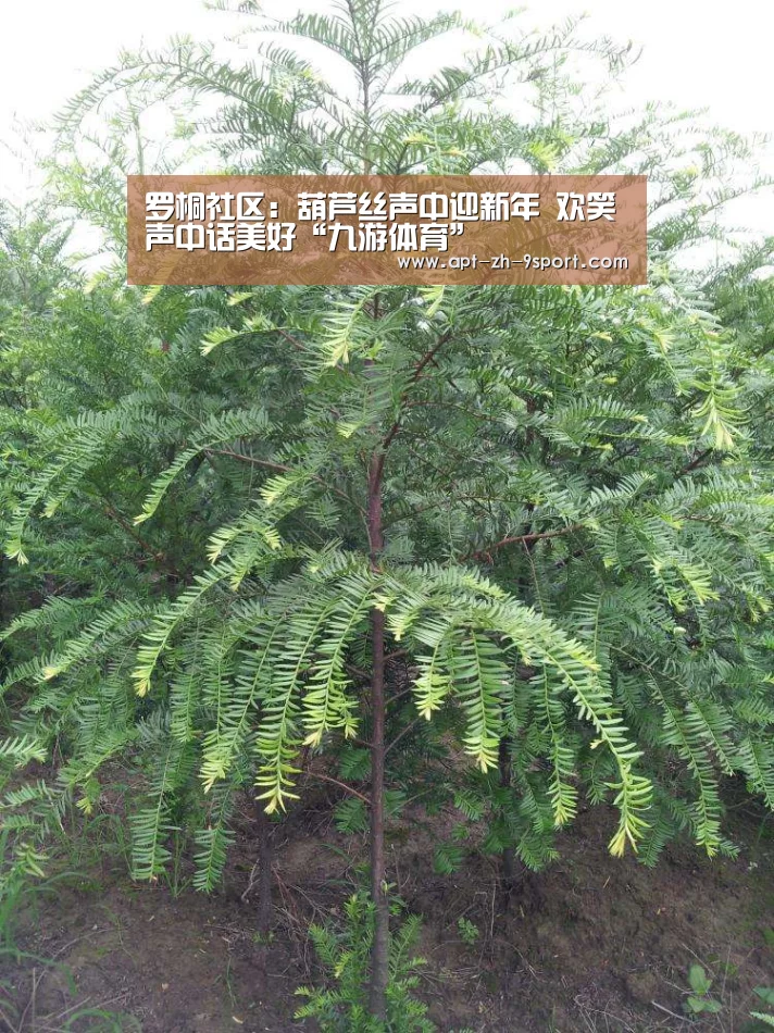 九游体育